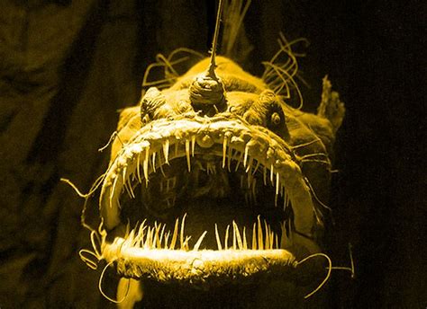 21 Terrifying Images That Will Scare You Out Of The Ocean Angler Fish