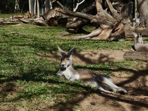 Wildlife Resting Kangaroos Kangaroo Image Free Photo