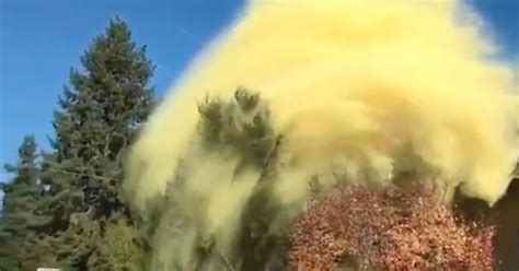 Huge Cloud Of Pollen Erupts From Tree And The Footage Will Make Your