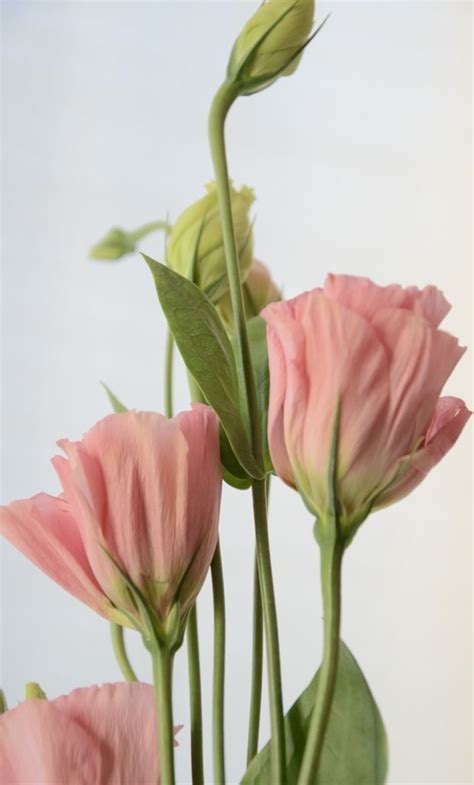 Hanno attività prevalentemente notturna, ma la loro presenza su una pianta è molto visibile, poichè lasciano rosicchiature sulle foglie o al centro dei boccioli. Lisianthus Fiori Simili Alle Rose - Lisianthus O Eustoma ...