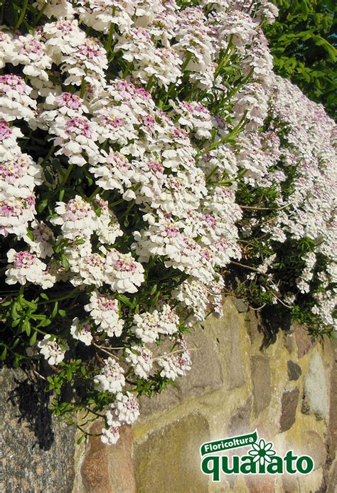 Nella scelta delle piante ornamentali da appartamento o da tenere all'esterno occorre fare una divisione. Pianta Sempreverde Con Fiori Bianchi