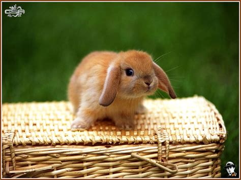 Baby Bunny Baby Animals Photo 19794527 Fanpop