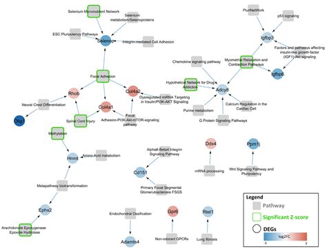 Gene Pathway Network For Differentially Expressed Genes Degs In