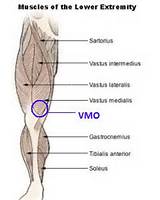 Muscle Strengthening Around Knee Images