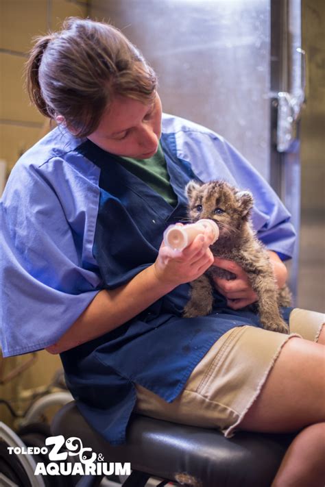 Orphan Cougar Cubs Make Their Way To Toledo Zoo Zooborns