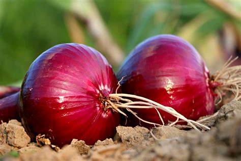 The mainland and hong kong closer economic partnership arrangement (cepa) is the first free trade agreement ever concluded by the mainland of china and hong kong. 11 REMARKABLE BENEFITS OF ONION (ALLIUM CEPA)
