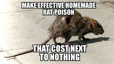 Effective Homemade Rat Poison That Cost Next To Nothing Survive Our