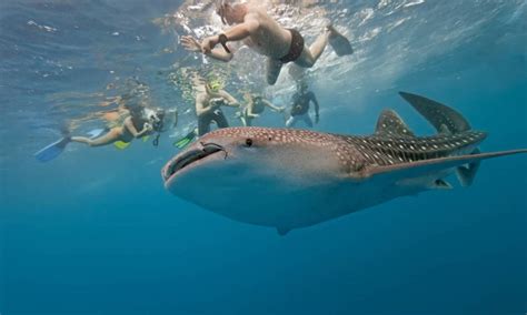 man nearly drowns swimming with whale sharks asia times