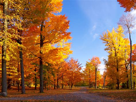 Fonds Décran Automne Maximumwall