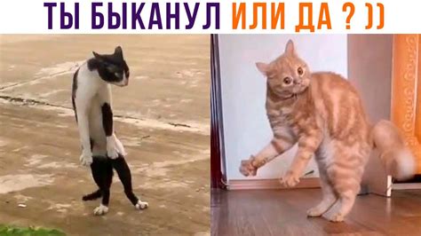 ТЫ БЫКАНУЛ ИЛИ ДА Приколы с котами Мемозг 1134 Youtube