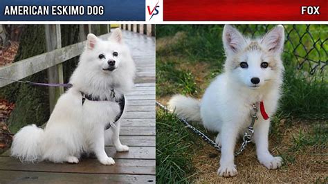 15 Dogs That Look Like Foxes Pethelpful