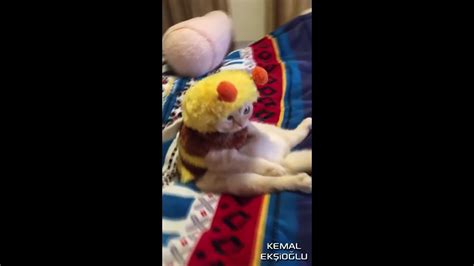 Cat In Bee Costume By Paylasman Via Youtube