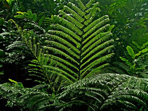 Ferns Jungle Plant Leaves