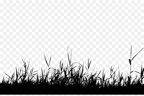 Light Wallpaper Color Grass Silhouette Png Download 1935711 Free