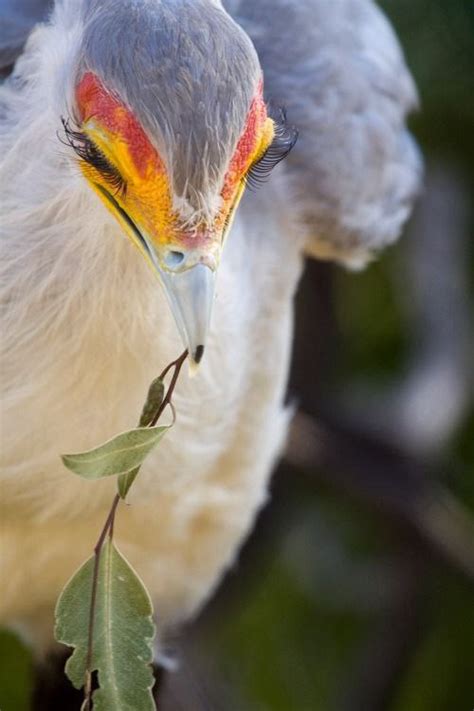 Fikriyat on Twitter Tanıştıralım Afrikaya özgü vahşi bir kuş türü