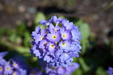 1920x1080 Wallpaper Purple And Yellow Petaled Flower Peakpx