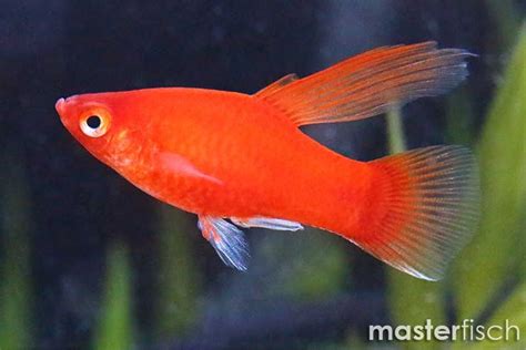 Red Hi Fin Platy Xiphophorus Maculatus Masterfisch