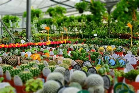 15 Types Of Nurseries In Agriculture And Horticulture 2023