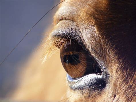 Equine Eyelid Problems The Horse