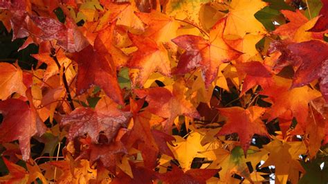 Fall Foliage Wallpapers Hd Pixelstalknet