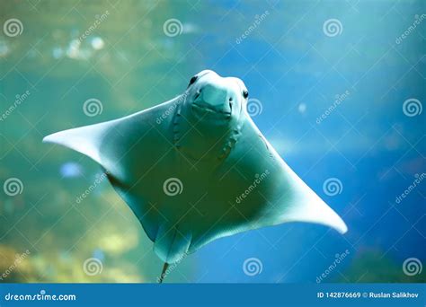 Smiling Stingray Swimms Under Blue Water Closeup Stingray Through
