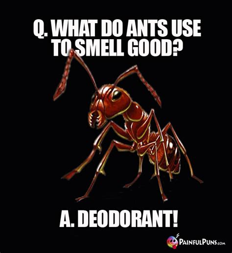 Bug Jokes Insect Puns Ant Humor 3