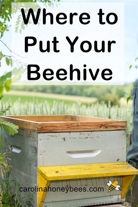 Beehive Placement Where To Put Your Hive Carolina Honeybees Backyard Bee Bee Hive Plans