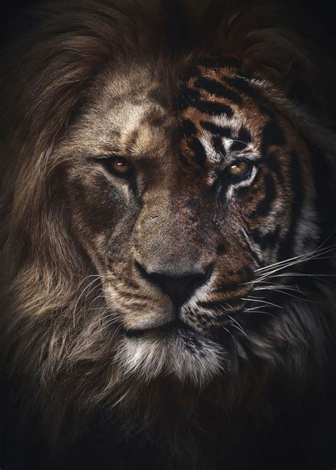 Half Lion Half Tiger Art Poster Picture Metal Print Paint By Mk