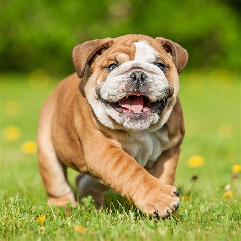 We do not allow south florida breeders, adoption centers, rescues or shelters to list english bulldogs for free in south florida. Florida English Bulldog Puppies For Sale From Top Breeders