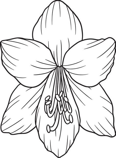 Amaryllis Flower Coloring Page For Adults Vector Art At Vecteezy