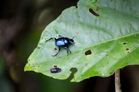 25 Small Black Bugs In The House With Pictures 2022 Beezzly