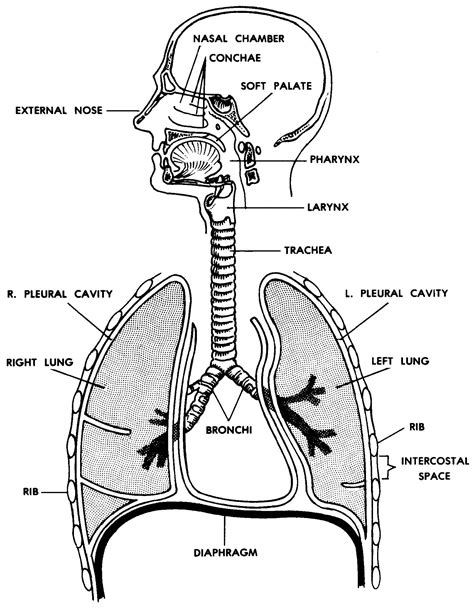 Diagram Simple Diagram Of Human Lungs Mydiagramonline