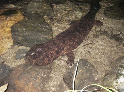 The Japanese Giant Salamander A Living Dinosaur InsideJapan Blog