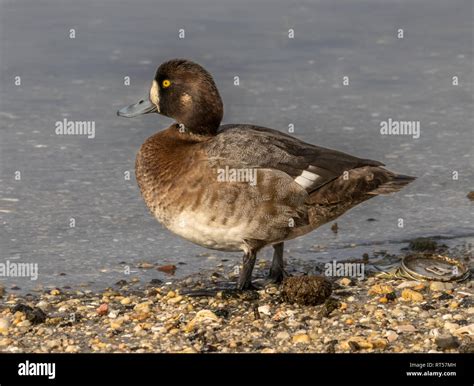 Little Blue Bill Lesser Scaup Duck Stock Photo Alamy