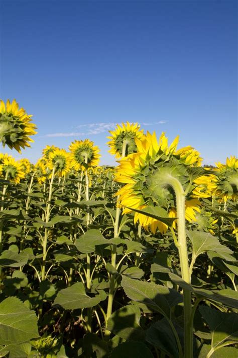 Sunflowers Field In A Sunny Day Stock Photo Image Of Sunlight