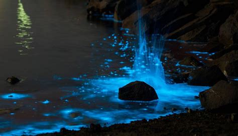 Insane Display Of Nature Sparkling Sea Dazzles Tasmanian Beachgoers