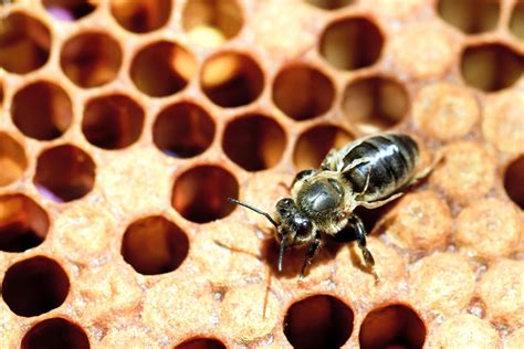 Understanding The Deformed Wing Virus In Honeybees