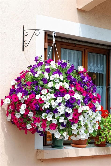 Types Of Flowers Hanging Baskets Daughertyerik