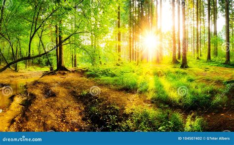 Beautiful Sunrise In A Forest Stock Photo Image Of Nature Grasses