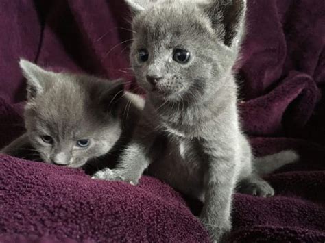 Adopt a pet today at a petsmart adoption event near you. 100% russian blue kittens for adoption | Free Stuff ...
