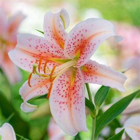 Lily Oriental Salmon Star 5 Bulbs Longfield Gardens