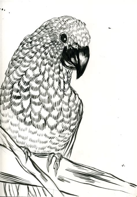 Mc Drawn Parrot — Sketch Ink