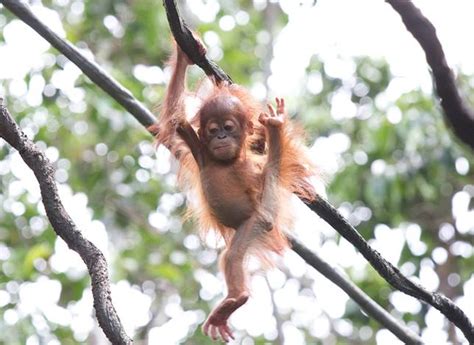 Give A Baby Orangutan A Hand Or Vine Mnn Mother