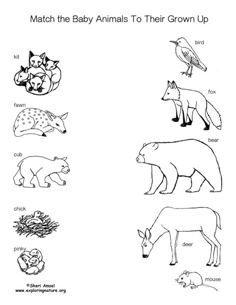 Match The Baby Animals To Their Grown Up Black And White