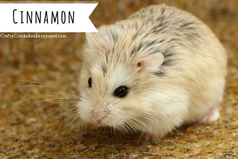 Roborovski Dwarf Hamster 101 Essential Basics Care And Dwarf