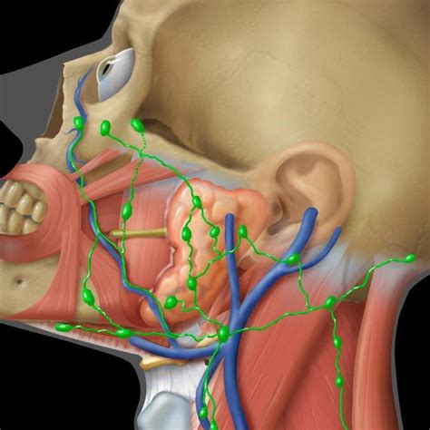 Head And Neck Lymph Node Groups Of The Facial Area Including The