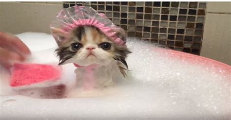 This Kitty Is Taking A Bath When You See What Shes Wearing Your