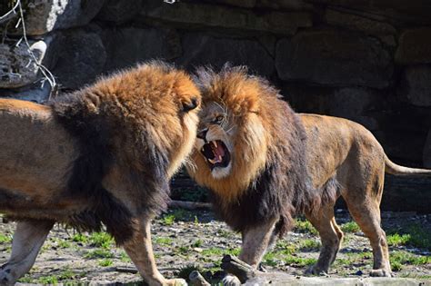 Two Male African Lions Fight And Roar In Zoo Stock Photo Download