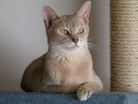 Naming your cat is a private factor and it is not simple to discover a excellent kitten (kitten is a juvenile cat) title (title is one or more words used before or after a). Abyssinian Cat Edmonton - Cat and Dog Lovers