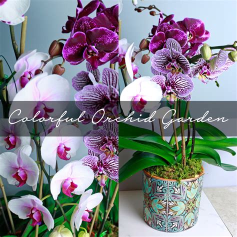 Orchids — Long Stems Exceptional Floral Design In Merion
